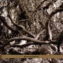 Sadeh Daphna - Reconciliation