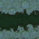 Dini Shahrokh - Kuwasaki/yumaha