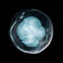 A Winged Victory For The Sullen - The Undivided Five