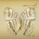 Rudd, Xavier - White Moth
