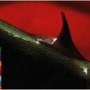 Khan Nusrat Fateh Ali / Brook Michael - NIGHT SONG