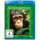 Schimpansen - Chimpanzee