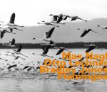 Nagl Max / Lechner Otto / Jones Bradley - Flamingos