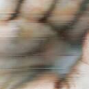 Global Communication - Pentamerous Metamorphosis