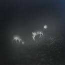 Bliss Signal - Bliss Signal, Mumdance, WIFE