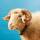 Dabu Fantastic - So Easy