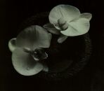 Corpse Flower (Patton Mike / OST/Filmmusik)