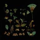 Leaving Laurel - WHEN THE QUIET COMES