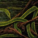 Green Graves (Diverse Interpreten / Galaxy Green Vinyl)