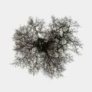 Metcalfe John - Tree