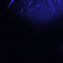 Asra - NOCTURNAL JOURNEY