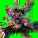 Finch Gouldian - Hatch