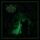Infernal Sea, The - Hellfenlic / 1 LP Green/Black Splatter)