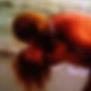 Special Request - Bedroom Tapes