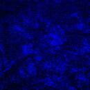 White Jack - No Name/black vinyl