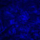 White Jack - No Name