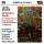 Ives Charles - Orchestral Works (Orchestra New England / Sinclair James)