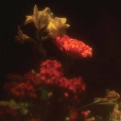 Gerstmans Grégoire - Hypnagogie