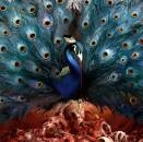 Opeth - Sorceress