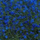 Cantu-Ledesma Jefre - Gift Songs