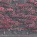 Sleep Token - Even In Arcadia (Opaque Black)