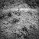 Tivel Anna - Animal Poem