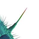 Gabriel Peter - And I´ll Scratch Yours