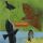 Parsons Niamh - Blackbirds & Thrushes